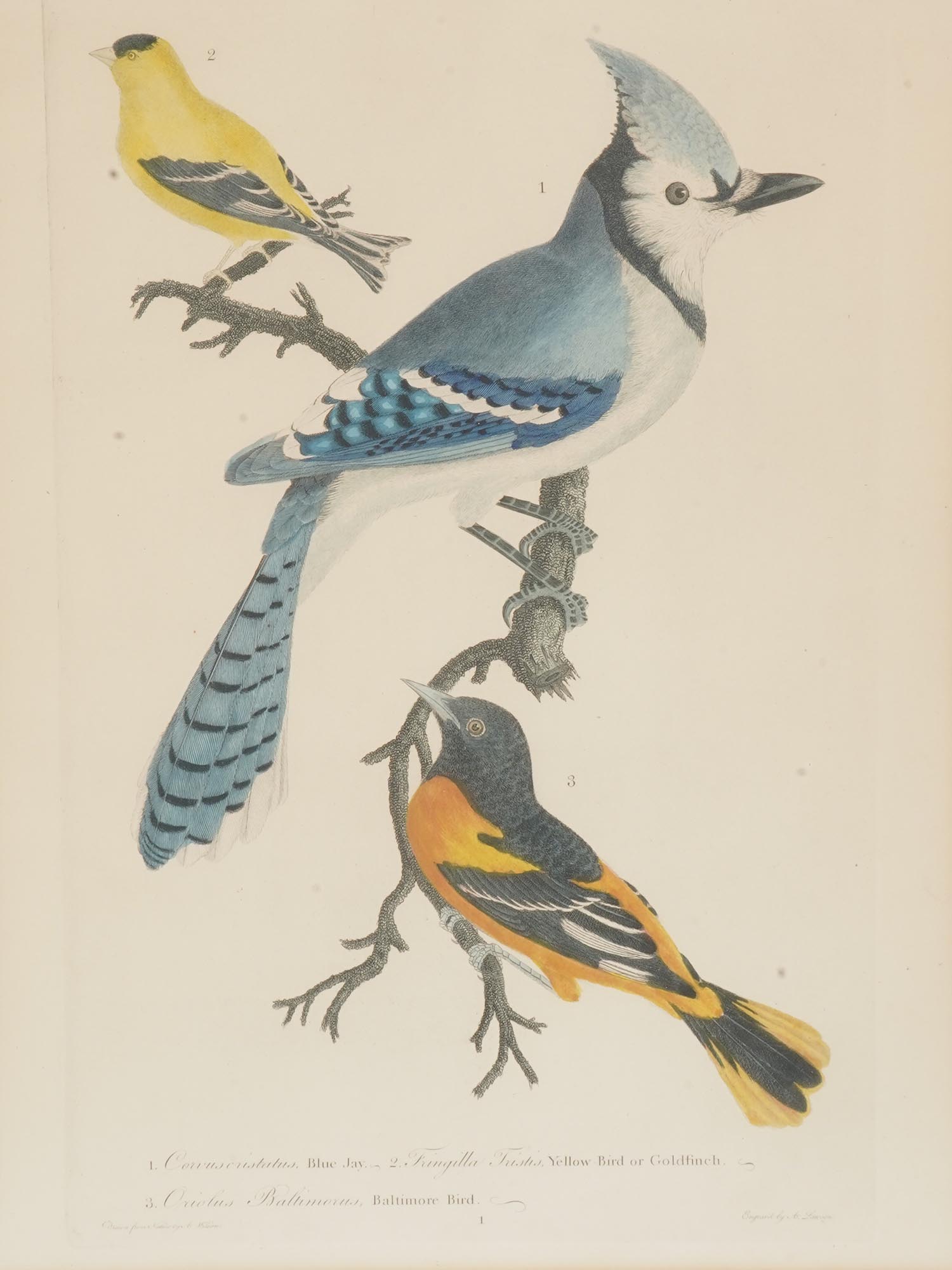 TWO COLOR LITHOGRAPHS BIRDS BY ALEXANDER LAWSON PIC-2